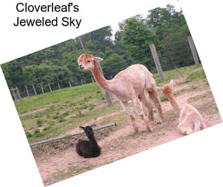 Cloverleaf\'s Jeweled Sky