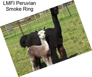 LMFI Peruvian Smoke Ring