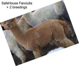 SafeHouse Fanciulla + 2 breedings