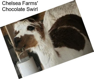 Chelsea Farms\' Chocolate Swirl