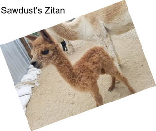 Sawdust\'s Zitan