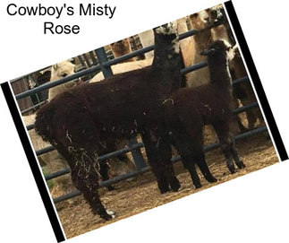 Cowboy\'s Misty Rose