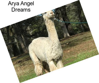 Arya Angel Dreams