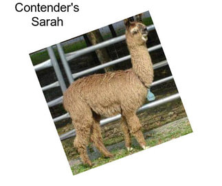 Contender\'s Sarah