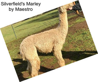 Silverfield\'s Marley by Maestro