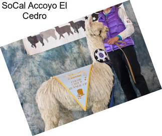 SoCal Accoyo El Cedro