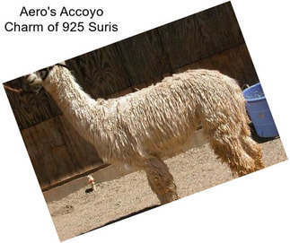 Aero\'s Accoyo Charm of 925 Suris