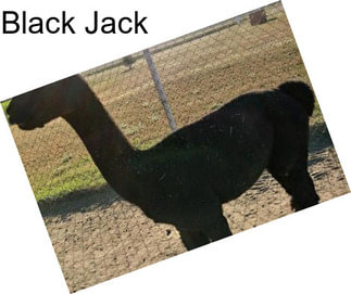 Black Jack