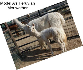 Model A\'s Peruvian Meriwether