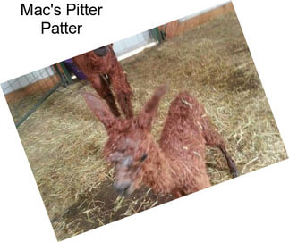 Mac\'s Pitter Patter