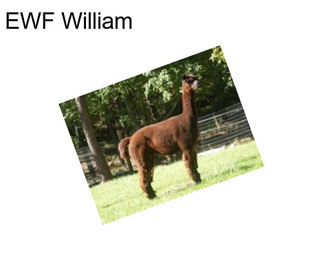 EWF William