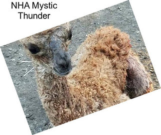 NHA Mystic Thunder