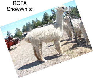 ROFA SnowWhite