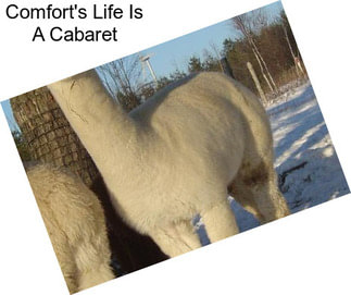 Comfort\'s Life Is A Cabaret