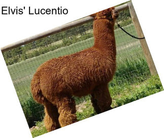 Elvis\' Lucentio