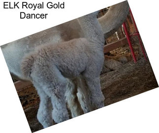 ELK Royal Gold Dancer