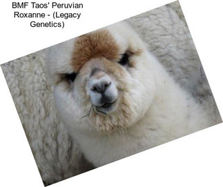 BMF Taos\' Peruvian Roxanne - (Legacy Genetics)