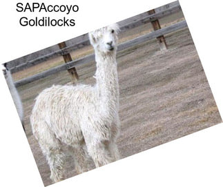 SAPAccoyo Goldilocks