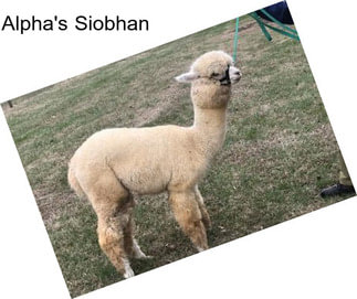 Alpha\'s Siobhan