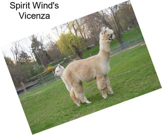 Spirit Wind\'s Vicenza