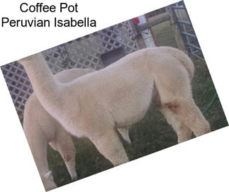 Coffee Pot Peruvian Isabella