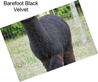 Barefoot Black Velvet