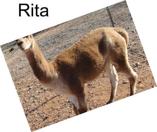 Rita