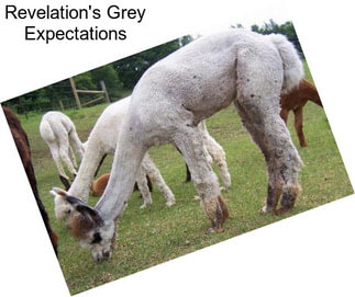 Revelation\'s Grey Expectations
