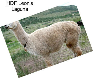 HDF Leon\'s Laguna