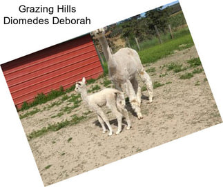 Grazing Hills Diomedes Deborah