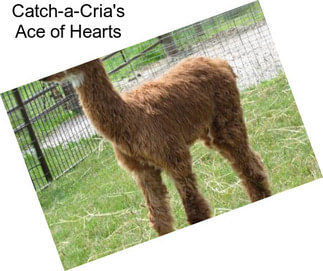 Catch-a-Cria\'s Ace of Hearts