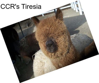 CCR\'s Tiresia
