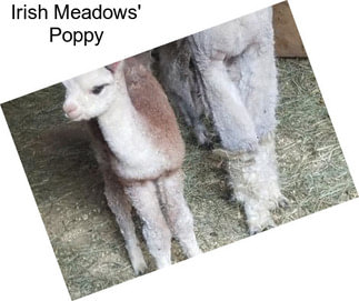 Irish Meadows\' Poppy