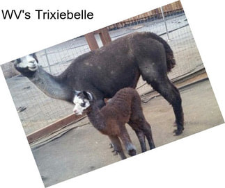 WV\'s Trixiebelle