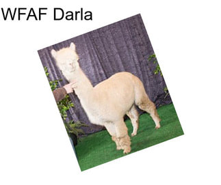 WFAF Darla