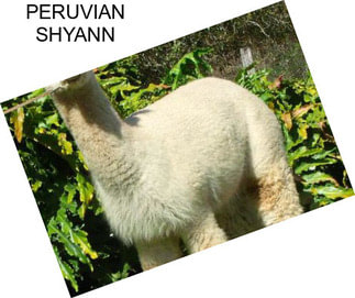 PERUVIAN SHYANN