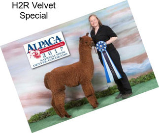H2R Velvet Special
