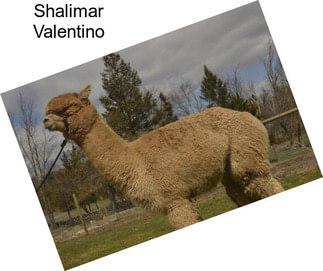 Shalimar Valentino