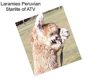 Laramies Peruvian Starlite of ATV