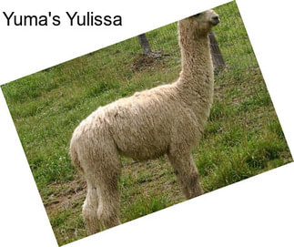 Yuma\'s Yulissa