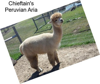 Chieftain\'s Peruvian Aria