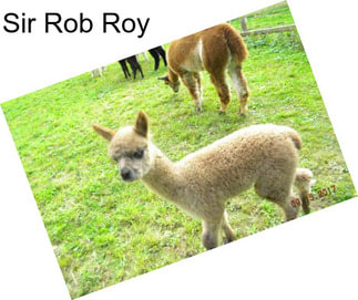 Sir Rob Roy