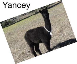 Yancey