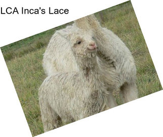 LCA Inca\'s Lace
