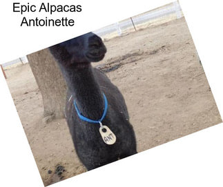Epic Alpacas Antoinette