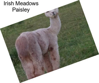 Irish Meadows Paisley