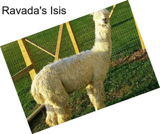 Ravada\'s Isis