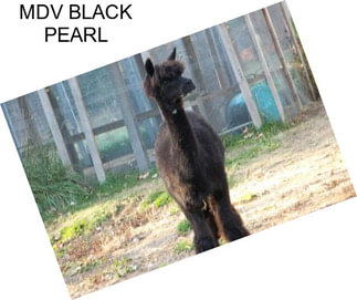 MDV BLACK PEARL