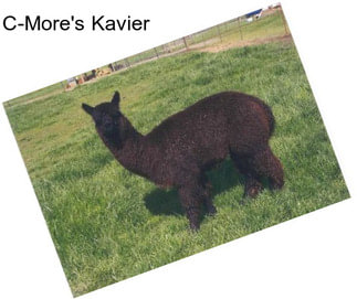 C-More\'s Kavier