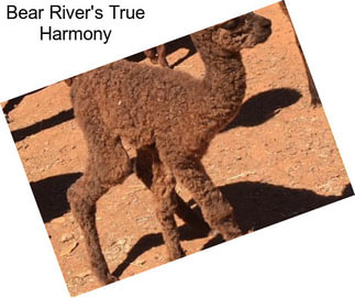 Bear River\'s True Harmony